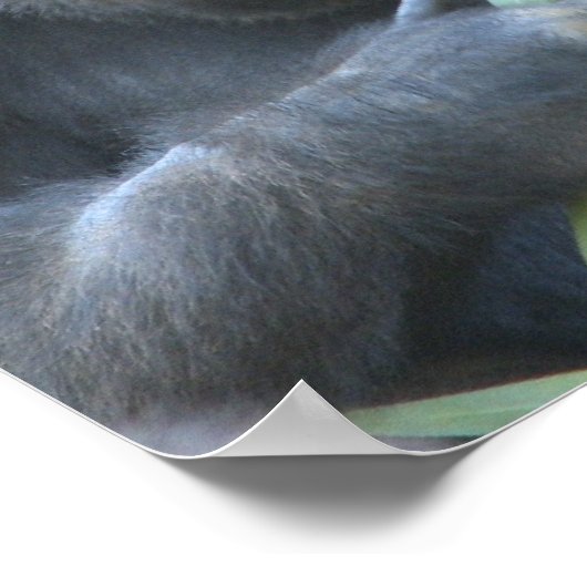 Silverback Gorilla Poster Print (Ecke)