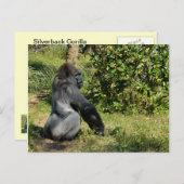 Silverback Gorilla Postkarte (Vorne/Hinten)