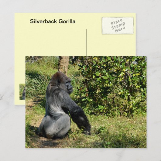 Silverback Gorilla Postkarte (Vorne/Hinten)
