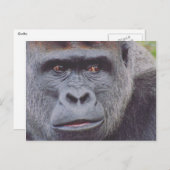 Silverback Gorilla Postkarte (Vorne/Hinten)