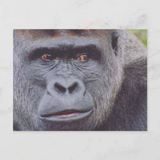 Silverback Gorilla Postkarte (Vorderseite)