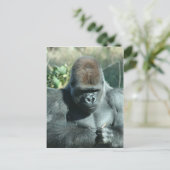 Silverback Gorilla Postkarte (Stehend Vorderseite)