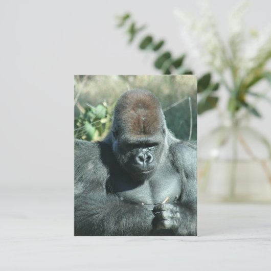 Silverback Gorilla Postkarte (Stehend Vorderseite)