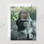 Silverback Gorilla Postkarte (Vorne/Hinten)