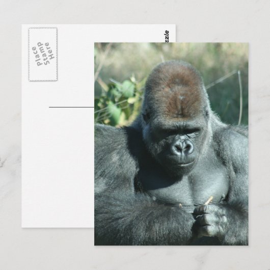 Silverback Gorilla Postkarte (Vorne/Hinten)