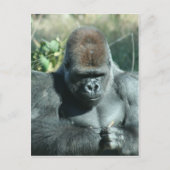 Silverback Gorilla Postkarte (Vorderseite)