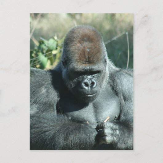 Silverback Gorilla Postkarte (Vorderseite)