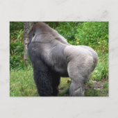 Silverback-Gorilla-Postkarte Postkarte (Vorderseite)