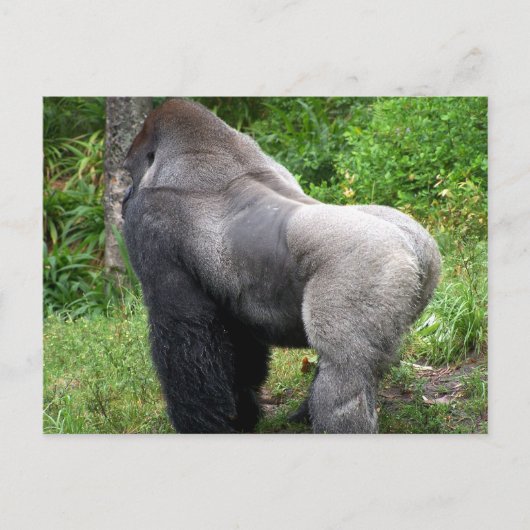 Silverback-Gorilla-Postkarte Postkarte (Vorderseite)