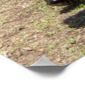 Silverback Gorilla Print Poster (Ecke)