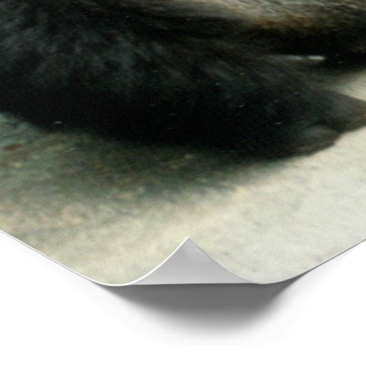 Silverback Gorilla Print Poster (Ecke)