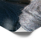 Silverback Gorilla und sein Blankenposter Poster (Ecke)