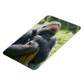 Silverback Gorilla und sein Deckblatt Magnet (Linke Seite)