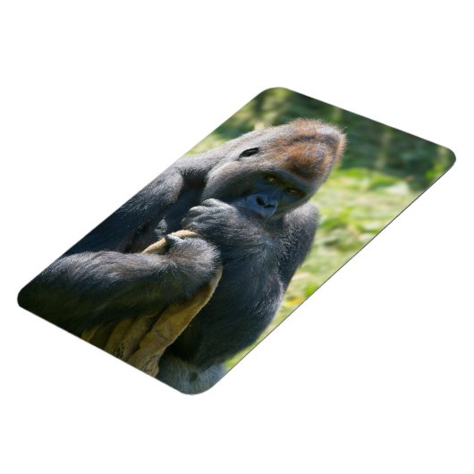 Silverback Gorilla und sein Deckblatt Magnet (Linke Seite)