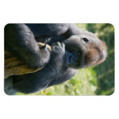 Silverback Gorilla und sein Deckblatt Magnet (Horizontal)
