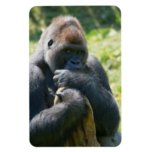 Silverback Gorilla und sein Deckblatt Magnet (Vertikal)