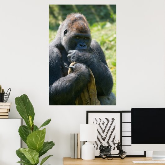 Silverback Gorilla und sein Deckblatt Poster (Heimbüro)