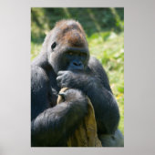 Silverback Gorilla und sein Deckblatt Poster (Vorne)