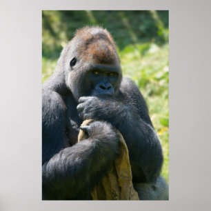 Silverback Gorilla und sein Deckblatt Poster