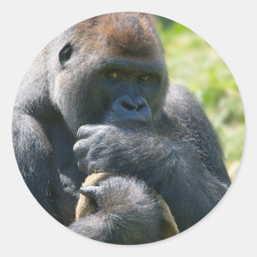 Silverback Gorilla und sein Deckblatt Runder Aufkleber (Vorderseite)