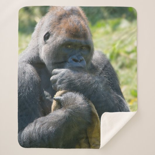 Silverback Gorilla und sein Deckblatt Sherpadecke (Vorderseite)