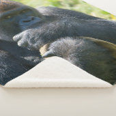 Silverback Gorilla und sein Deckblatt Sherpadecke (3/4)