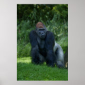 Silverback Gorillas Haltung Poster (Vorne)