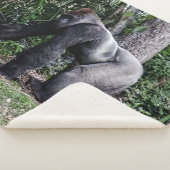 SILVERBACK GORILLOA SHERPADECKE (3/4)