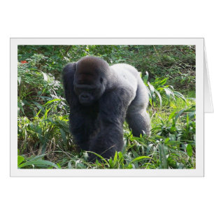 Silverback in Bewegung