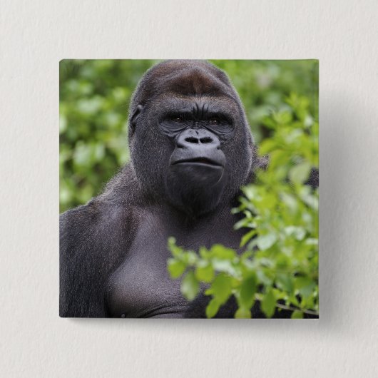 Silverback Lowland Gorilla, Gorilla Gorilla, Button (Vorderseite)