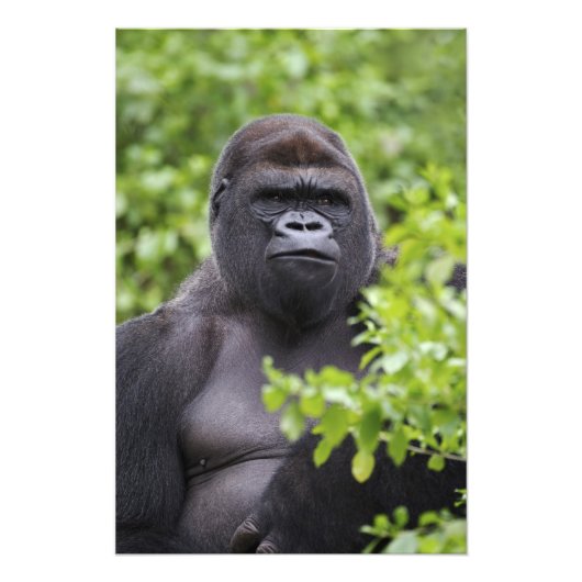 Silverback Lowland Gorilla, Gorilla Gorilla, Fotodruck (Vorne)