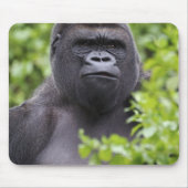 Silverback Lowland Gorilla, Gorilla Gorilla, Mousepad (Vorne)