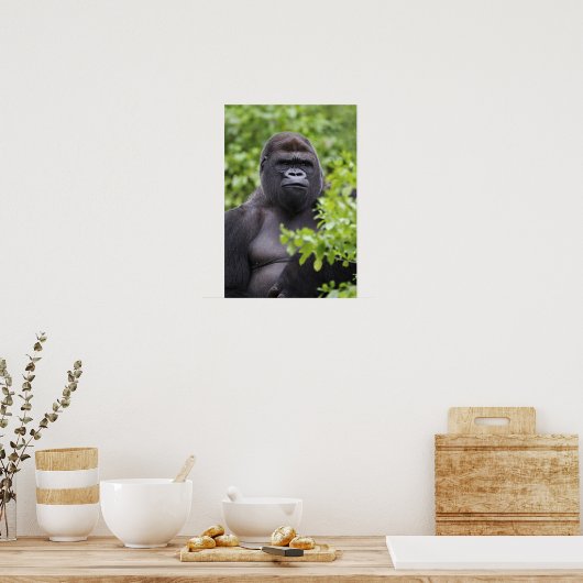 Silverback Lowland Gorilla, Gorilla Gorilla, Poster (Küche)