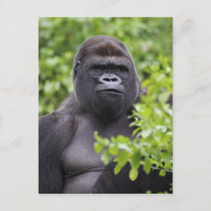Silverback Lowland Gorilla, Gorilla Gorilla, Postkarte
