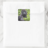 Silverback Lowland Gorilla, Gorilla Gorilla, Quadratischer Aufkleber (Tasche)