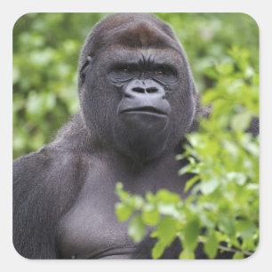 Silverback Lowland Gorilla, Gorilla Gorilla, Quadratischer Aufkleber