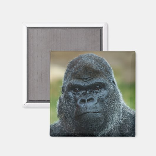 Silverback Magnet (Vorderseite/Rückseite)