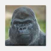 Silverback Magnet (Vorne)