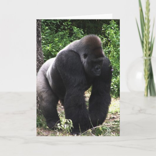 Silverback Male Gorilla geht nach unten Karte (Vorderseite)