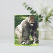Silverback Male Lowland Gorilla Stehend Postkarte (Stehend Vorderseite)