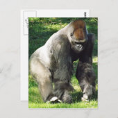 Silverback Male Lowland Gorilla Stehend Postkarte (Vorne/Hinten)