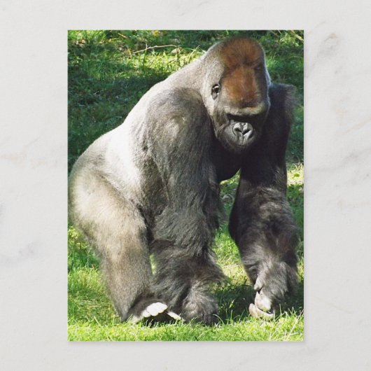 Silverback Male Lowland Gorilla Stehend Postkarte (Vorderseite)