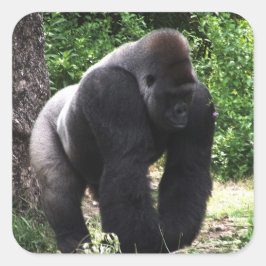 Silverback-männlicher Gorilla gehendes Quadratischer Aufkleber