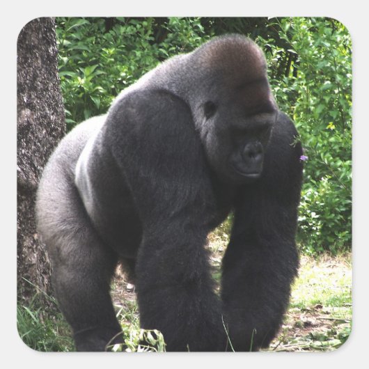 Silverback-männlicher Gorilla gehendes Quadratischer Aufkleber (Vorderseite)