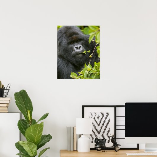 Silverback Mountain Gorilla Poster (Heimbüro)
