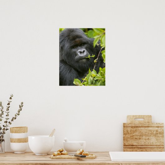 Silverback Mountain Gorilla Poster (Küche)