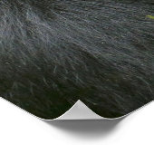 Silverback Mountain Gorilla Poster (Ecke)