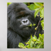 Silverback Mountain Gorilla Poster (Vorne)