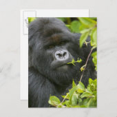 Silverback Mountain Gorilla Postkarte (Vorne/Hinten)