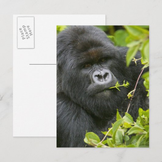 Silverback Mountain Gorilla Postkarte (Vorne/Hinten)